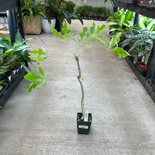 Load image into Gallery viewer, Cussonia paniculata 4&quot; - Mountain Cabbage Tree