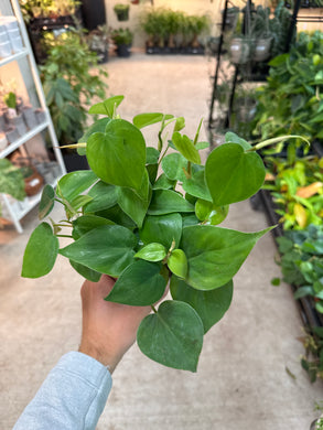 Philodendron Cordatum Green 4