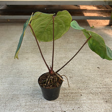 Load image into Gallery viewer, Anthurium &#39;King of Spades x Ace of Spades&#39; 4&quot;