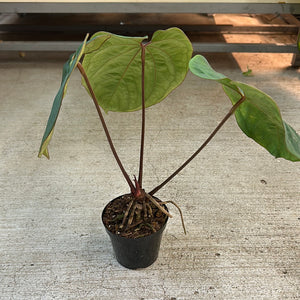 Anthurium 'King of Spades x Ace of Spades' 4"