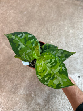 Aglaonema Pictum Tricolor 4