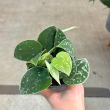 Load image into Gallery viewer, Scindapsus Silvery Ann 4&quot; - Silvery Ann Pothos