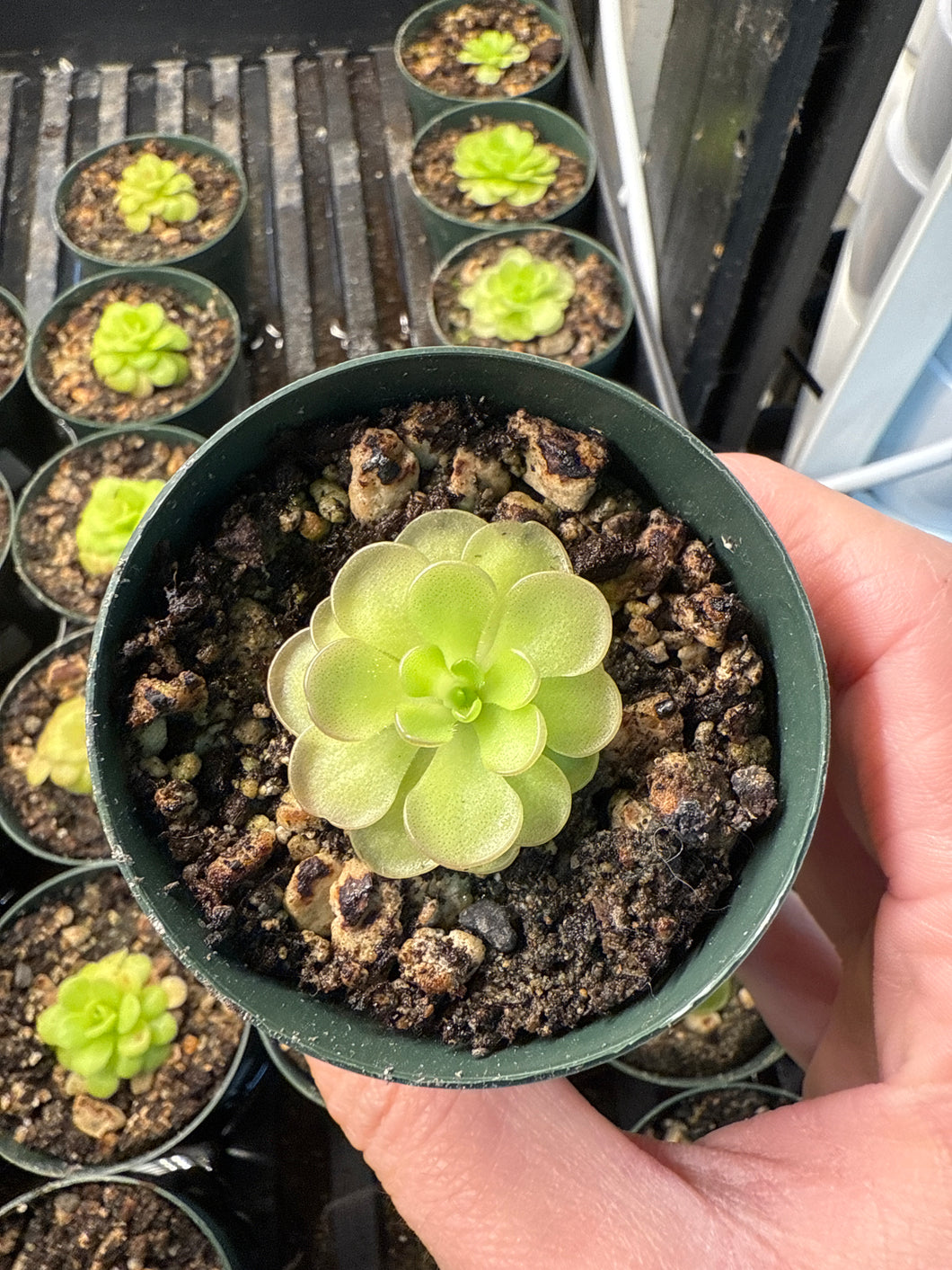 Pinguicula Hemiepiphytica x Cyclosecta 2