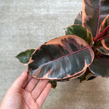 Load image into Gallery viewer, Ficus Robusta &#39;Ruby&#39; 6&quot; - Ruby Rubber Plant