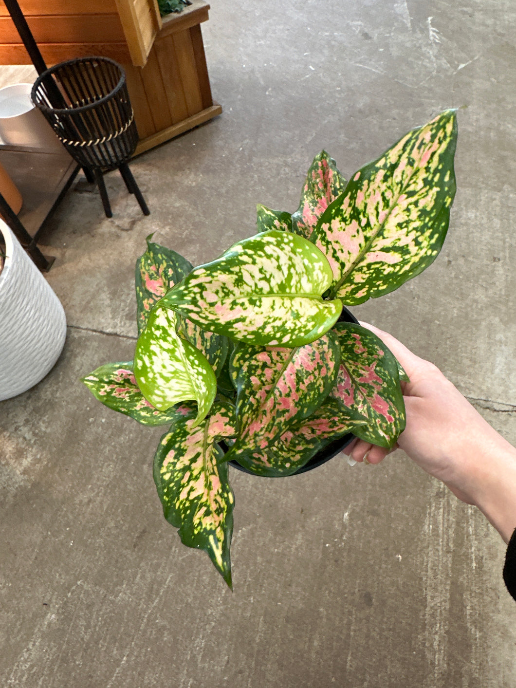 Aglaonema 'Favonian' 6