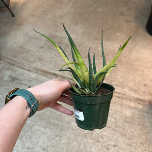 Aloe Solar Flare 4"