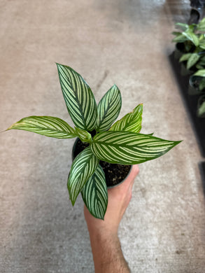 Calathea vittata 4