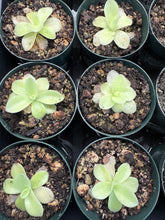 Load image into Gallery viewer, Pinguicula Gigantea 2&quot; - Butterwort