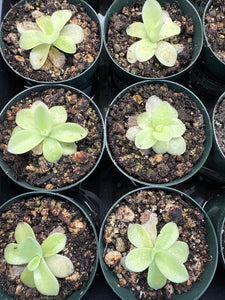 Pinguicula Gigantea 2" - Butterwort