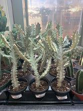 Load image into Gallery viewer, Euphorbia Lactea &#39;White Ghost&#39; 4&quot;