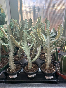 Euphorbia Lactea 'White Ghost' 4"