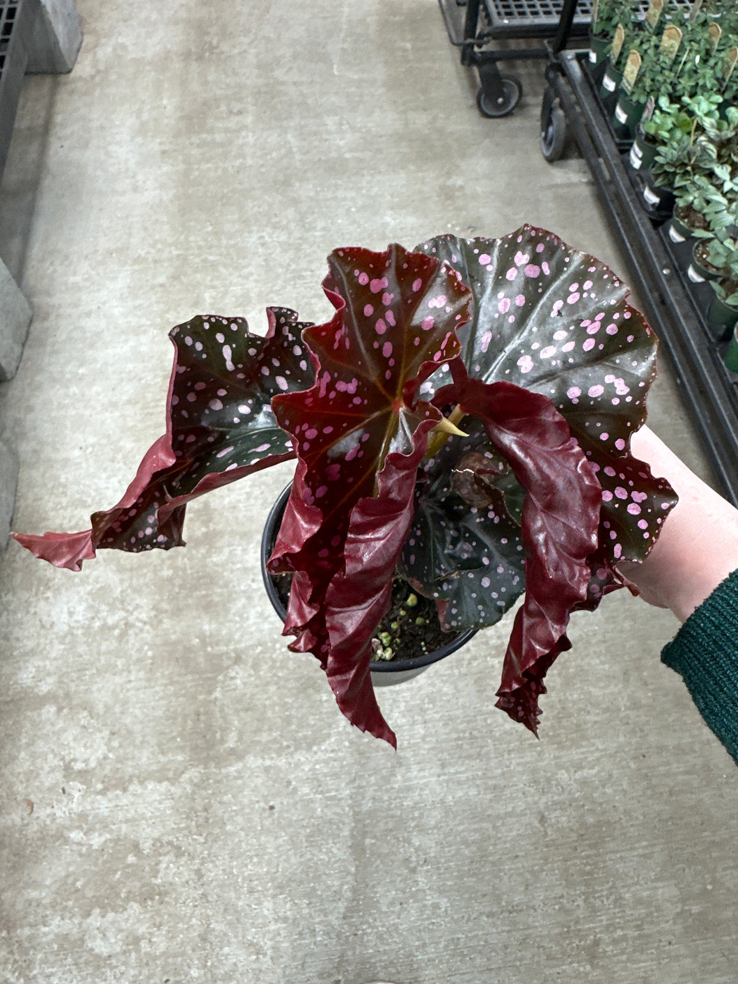 Begonia Cracklin Rosie 4