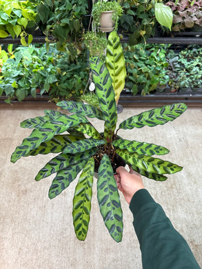 Calathea lancifolia 6