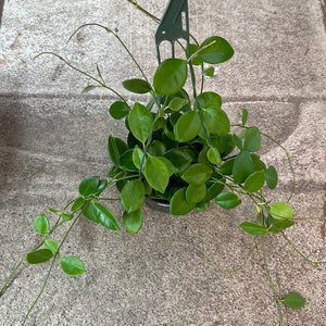 Hoya australis Keysii 6" - Wax Plant