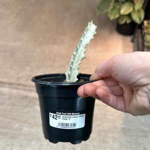 Euphorbia Lactea 'White Ghost' 4"