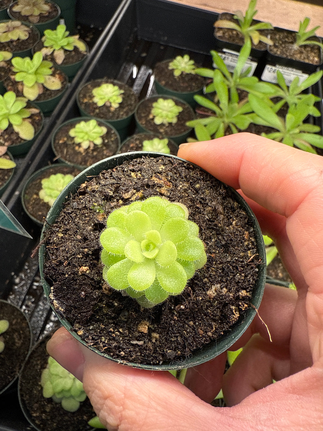 Pinguicula agnata 'True Blue' x hemiepiphytica 2