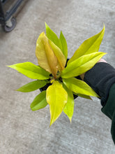 Load image into Gallery viewer, Philodendron Golden Crocodile 4&quot;