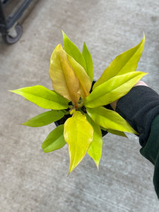 Philodendron Golden Crocodile 4"