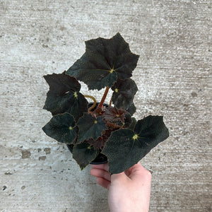 Begonia 'Black Velvet' 4"