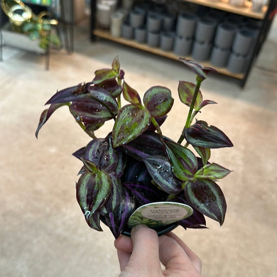 Tradescantia zebrina red 4