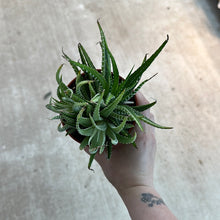 Load image into Gallery viewer, Haworthia Fasciata Variegata 4&quot;