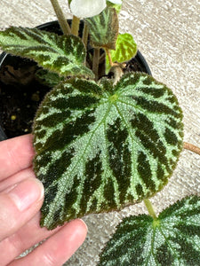 Begonia imperialis 4"