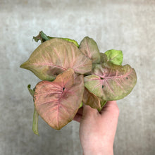 Load image into Gallery viewer, Syngonium Neon Robusta 4&quot;XL