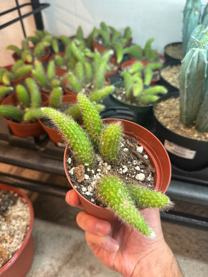 Cleistocactus winteri ssp. colademononis  4