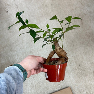 Ficus Ginseng 4" - Pot Bellied Fig