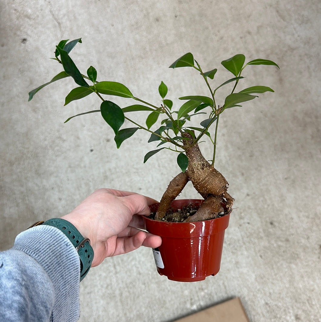 Ficus Ginseng 4