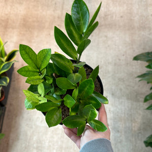 Zamioculcas zamiifolia 'Chameleon' 6" - ZZ Plant