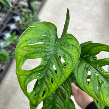 Load image into Gallery viewer, Monstera adansonii 4&quot; - Swiss Cheese Plant