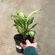 Load image into Gallery viewer, Dieffenbachia maculata &#39;Cool Beauty&#39; 6&quot;