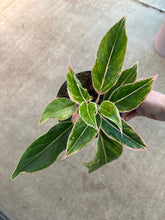 Load image into Gallery viewer, Aglaonema Pink Siam 6&quot;