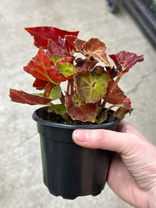 Begonia 'Martha Stewart' 4"