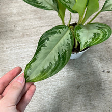 Load image into Gallery viewer, Aglaonema Leprechaun 4&quot; - Chinese Evergreen