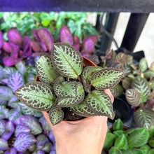 Load image into Gallery viewer, Episcia sp. 4&quot;