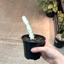Load image into Gallery viewer, Euphorbia Lactea &#39;White Ghost&#39; 4&quot;