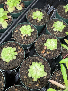 Pinguicula agnata 'True Blue' x hemiepiphytica 2" - Butterwort