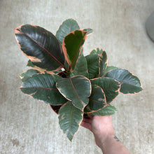 Load image into Gallery viewer, Ficus &#39;Ruby&#39; 6&quot; - Ruby Rubber Plant