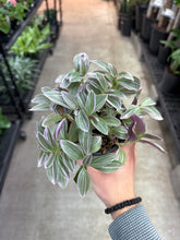 Load image into Gallery viewer, Tradescantia sp. &#39;Sweetness&#39; 4&quot; - Pink Inch Plant