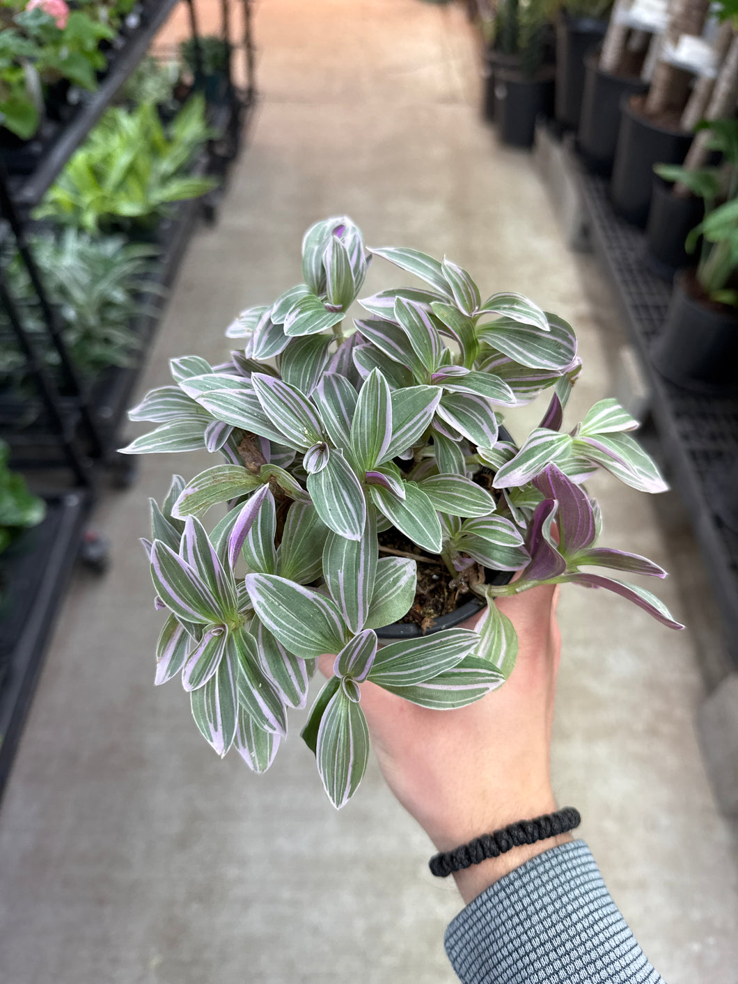 Tradescantia sp. 'Sweetness' 4