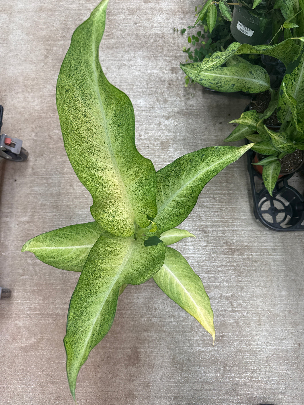 Dieffenbachia Maui Wowie 6