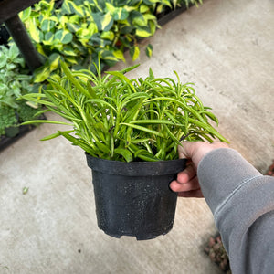 Peperomia Nevada 6"