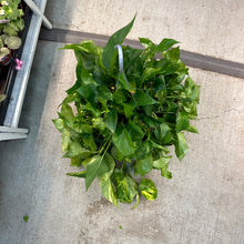 Load image into Gallery viewer, Epipremnum aureum 8&quot; HB MOTHER PLANT - Golden Pothos