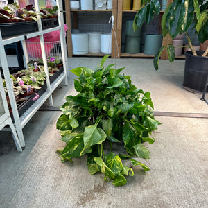 Epipremnum aureum 8" HB MOTHER PLANT - Golden Pothos