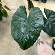 Load image into Gallery viewer, Alocasia &#39;Yucatan Princess&#39; 4&quot;