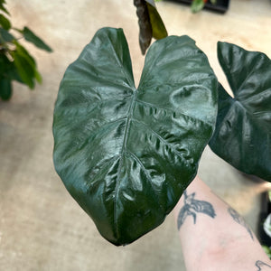 Alocasia 'Yucatan Princess' 4"