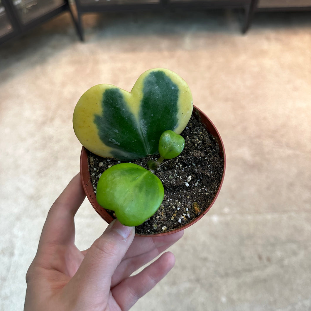 Hoya Kerrii Variegata 4