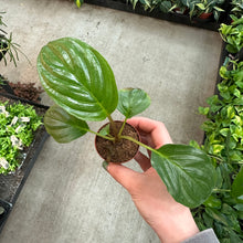 Load image into Gallery viewer, Tacca chantrieri 2&quot; - Bat Plant